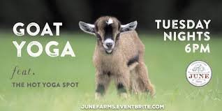 Goatyoganight.jpg