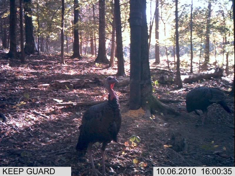 gobblers_6c263f7ca5e0f575dddaaf1b7aa931227d58ba89.jpg