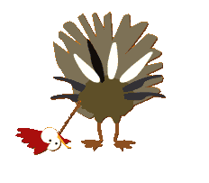 gobbles_672286a21e234a9047a585a1aad21aab989e840d.gif