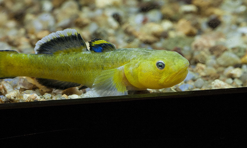 gobies1_zps20f35649_3aabf2b004cd8c39f1665289ebb92c13cb84b431.jpg