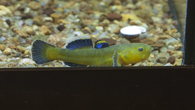 gobies_zps12b422f0_7f4916c57bd96b995d17d4f0a2d2f3efbd307da6.jpg