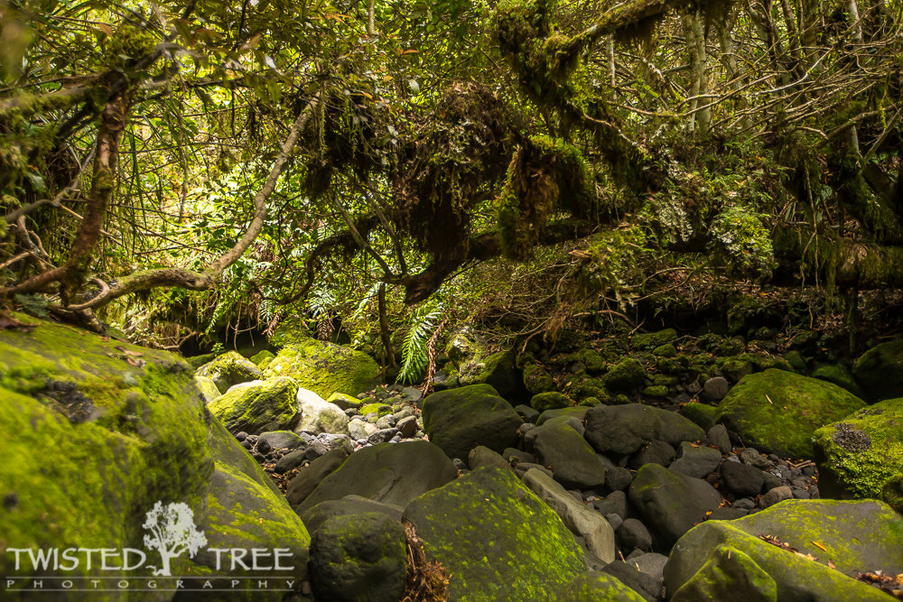 GoblinForest-11_zps9b402a5f_8864ca988aad486a915a8d1cc23008cc3602d66f.jpg
