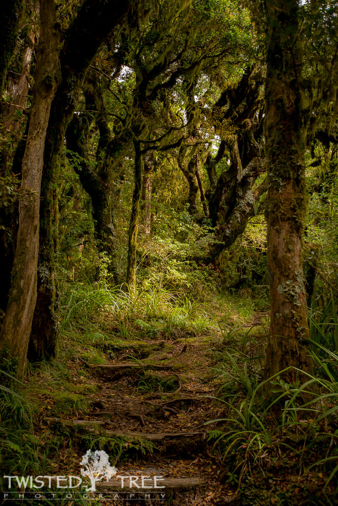 GoblinForest-15_zpsa0cf873d_a17ba7f26e0ce916e172f414730bc71c8186df7b.jpg
