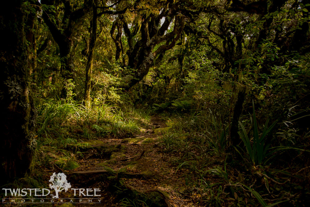 GoblinForest-16_zpsfb140d50_7ac633bd16d3fe5db556fc2788fefe4fdcd40cea.jpg