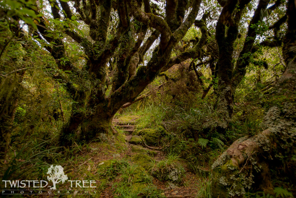 GoblinForest-18_zpsf9d03da8_2a0cbcc0f16c2b9da5b0537ac8c864e521afd4e2.jpg