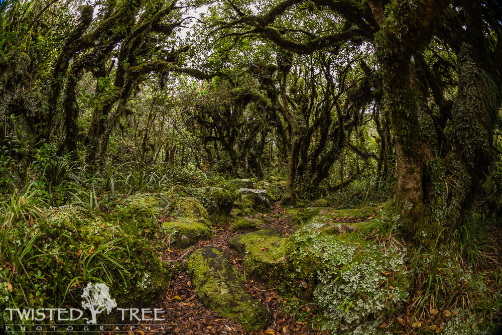 GoblinForest-4_zpsca1d991a_c7c124e354e996d337f062da2d8214b1a41fb097.jpg