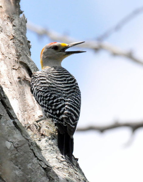 Gold fronted Woodpecker.jpg