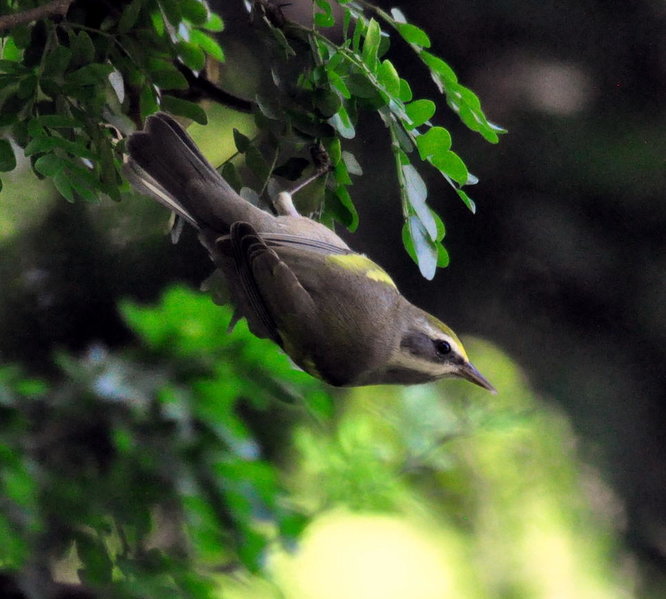 Gold-winged Warbler.jpg