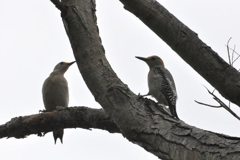 Golden fronted Woodpeckers.jpg