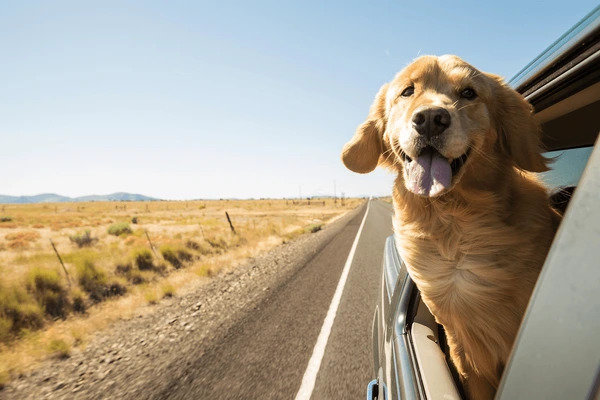 golden-retriever-dog-on-road-600nw-450886696.jpg