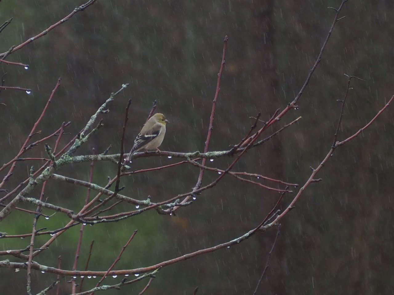 goldfinch.jpg