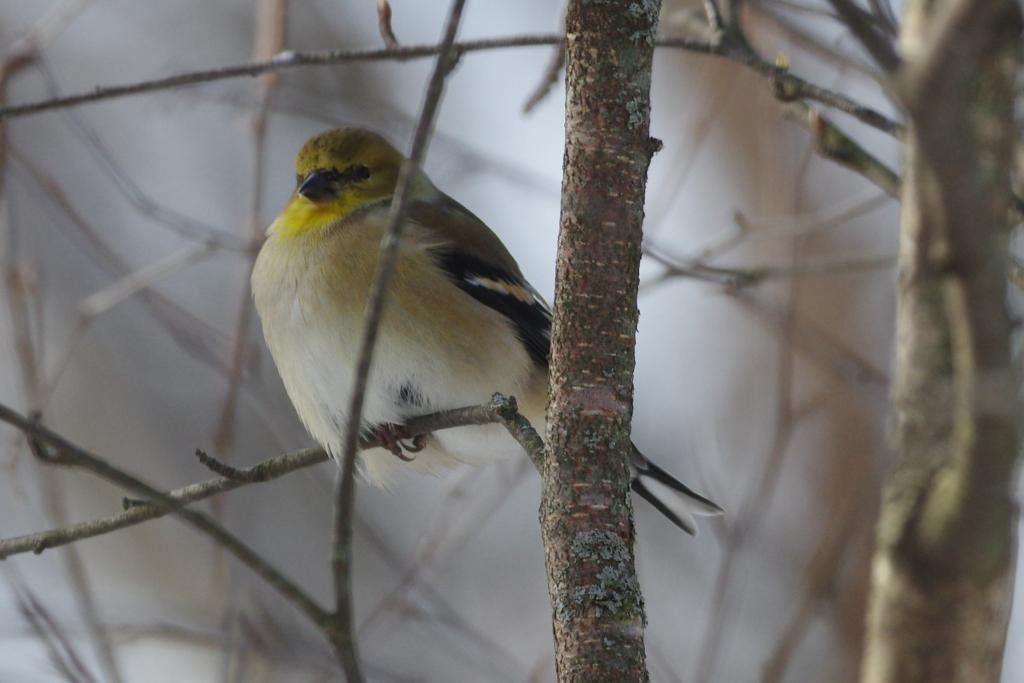Goldfinch1_zps3334f5cb_67d9eeb968b51a0bc046542ca5115bf9e9153096.jpg