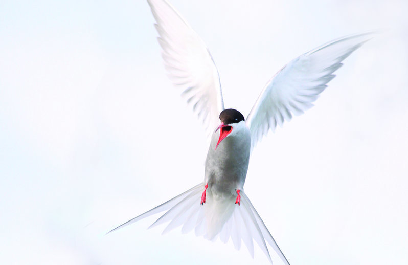good birdie (ready).jpg