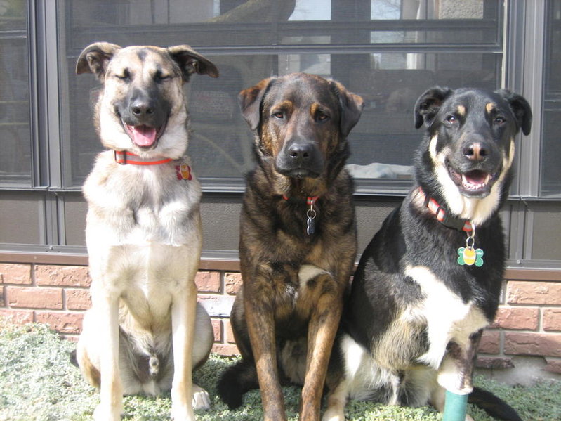 good boys.jpg