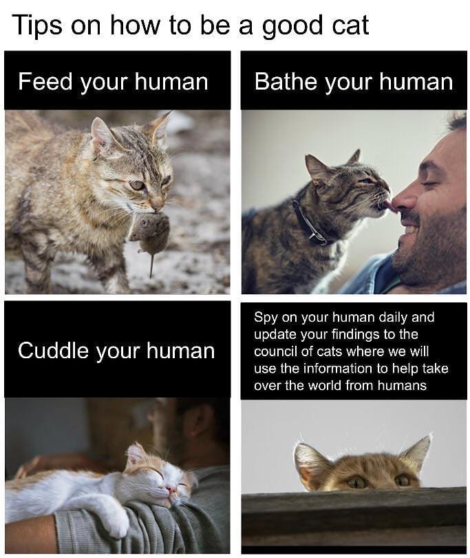 good-cat.jpg