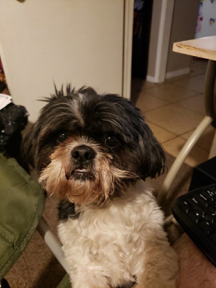 Goodboy.jpg