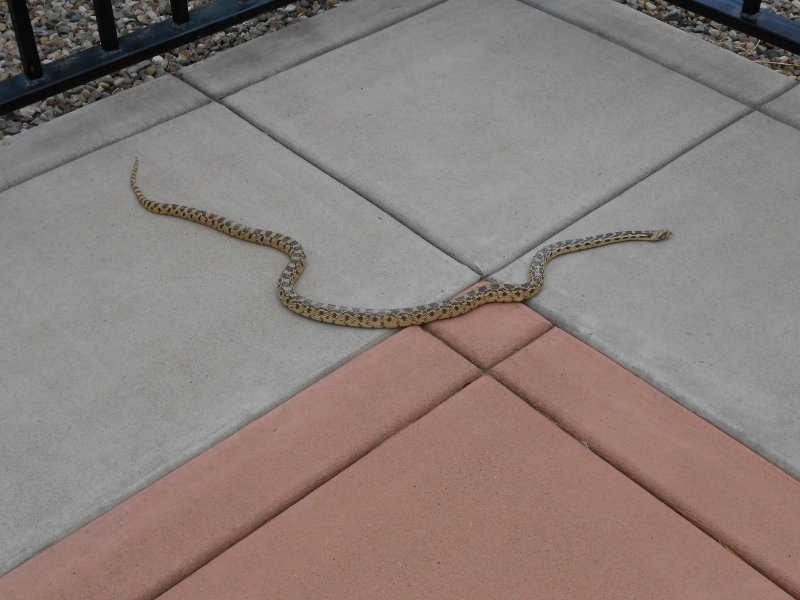 GOODSNAKE1_zpsek4i5fmp_44b0255e6ebdc1cfe53a6e294e13d9a7c0a5d5e1.jpg