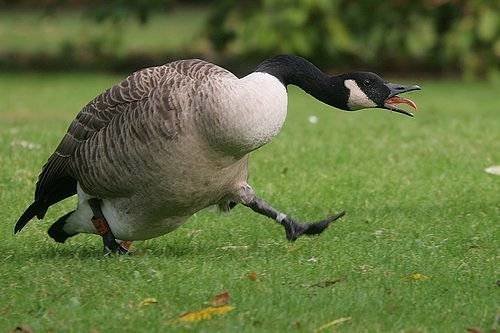 goose.jpg