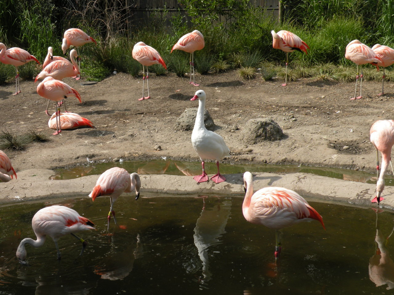 Goose.jpg