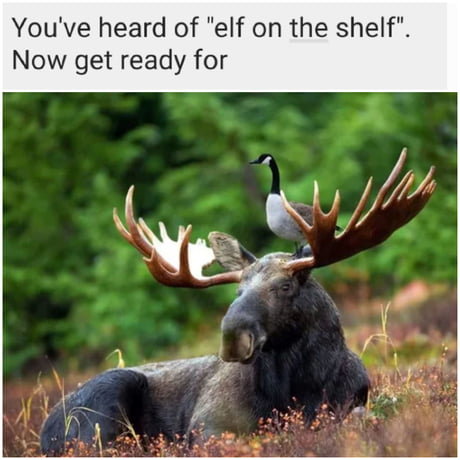 Goose on the moose.jpg