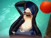 Goose Pool 4.jpg