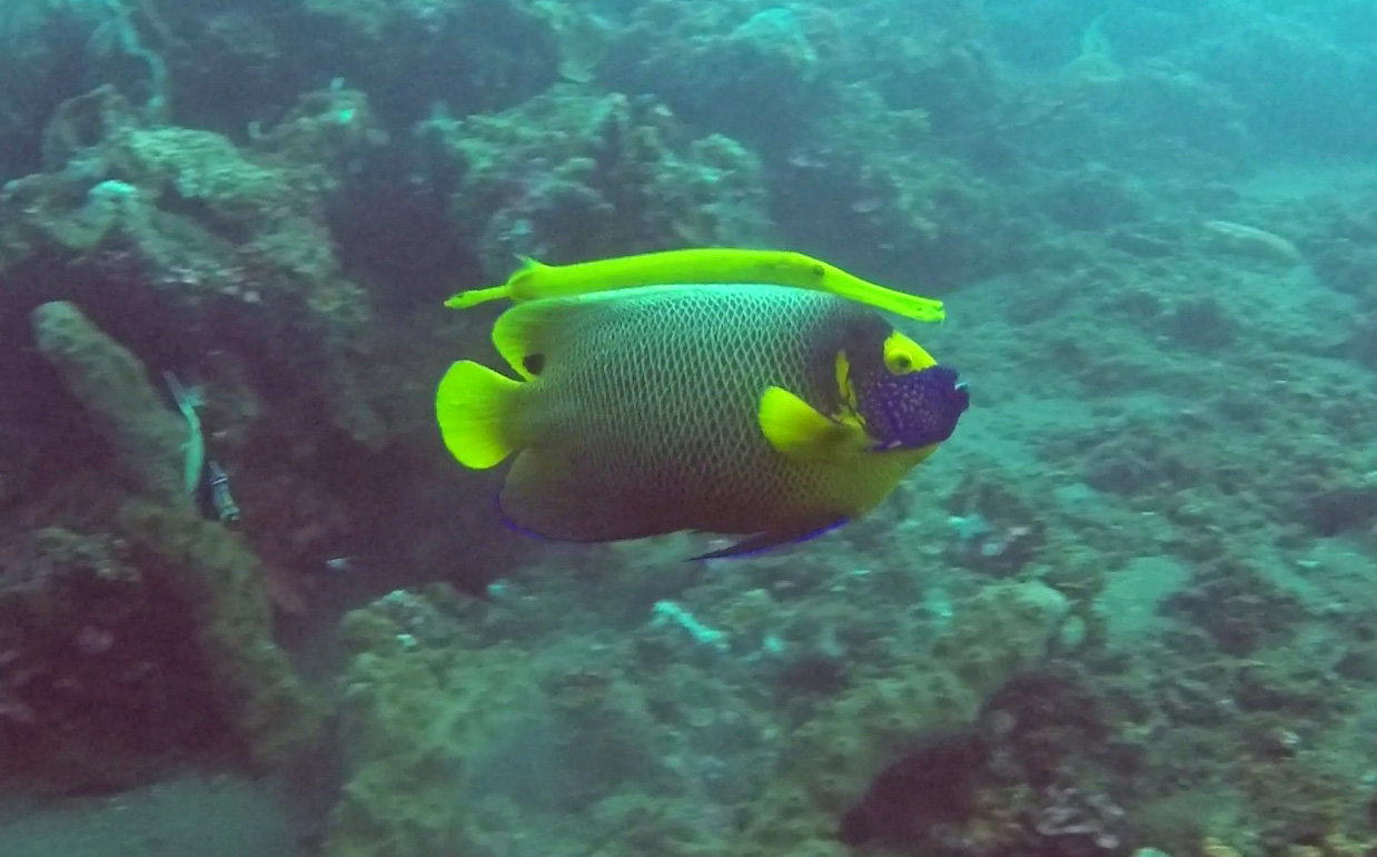 GoPro edit.jpg