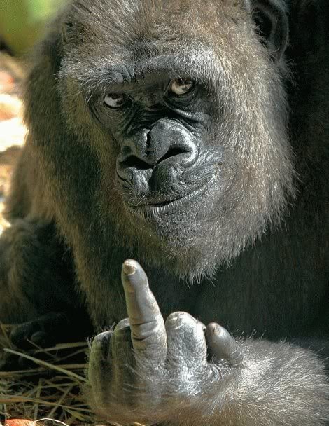 gorilla-finger_da5d81207e827810be1954be5c0046d9f98adc61.jpg