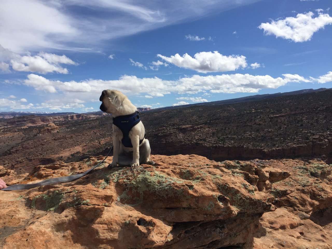 Gorilla Mouth enjoys the view.jpg