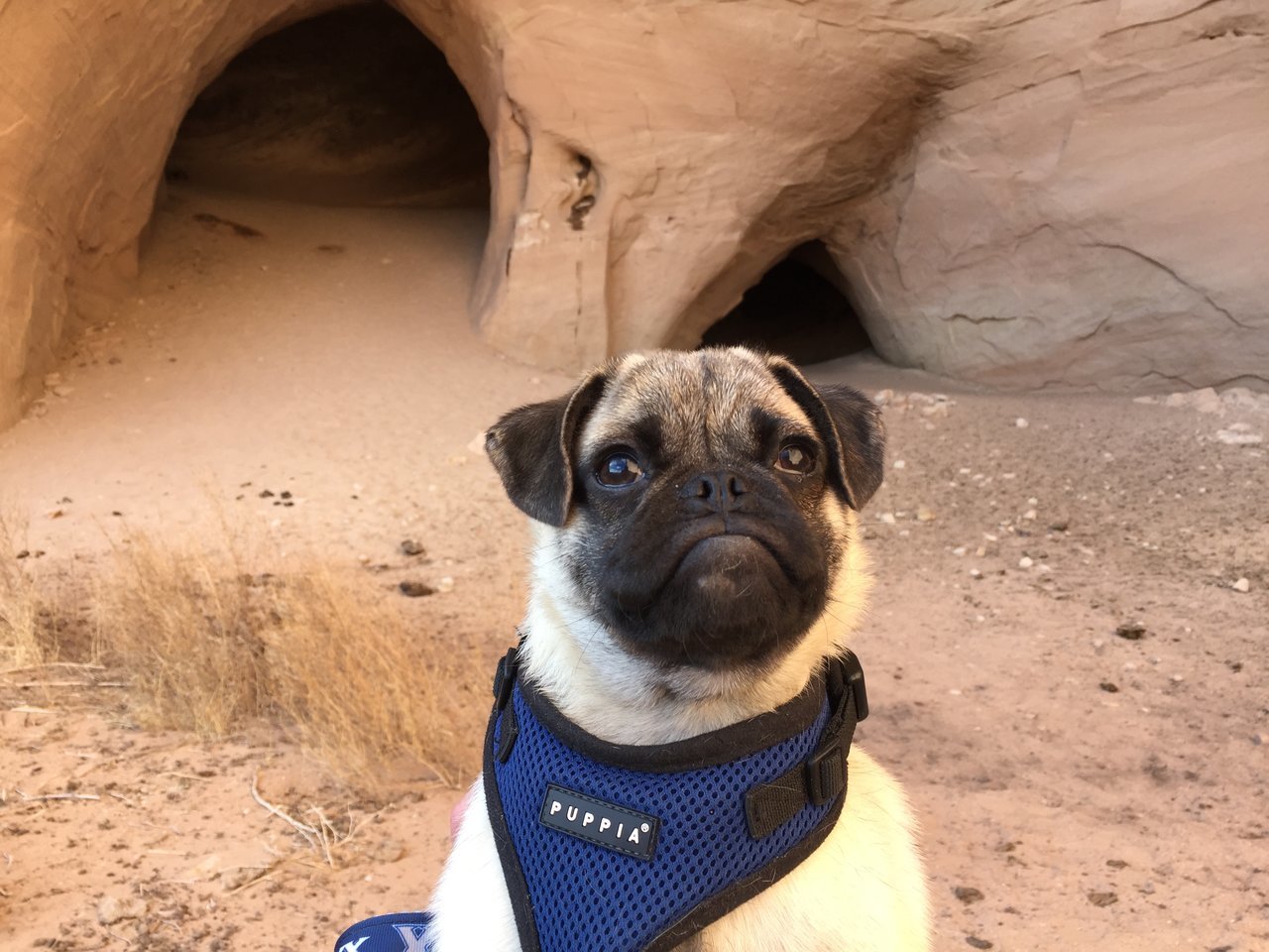 Gorilla mouth in a cave.jpg