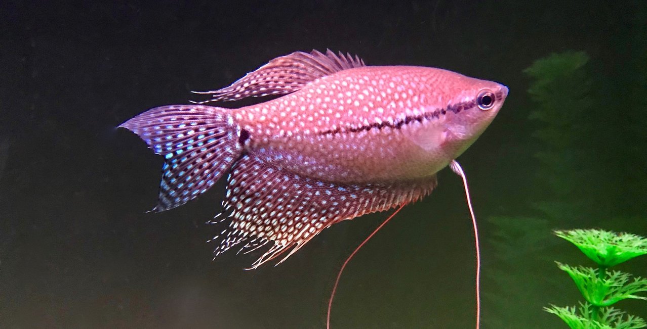 gourami.jpg