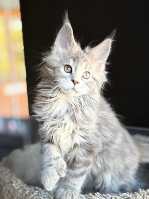 Gracie - 11 Weeks.jpg