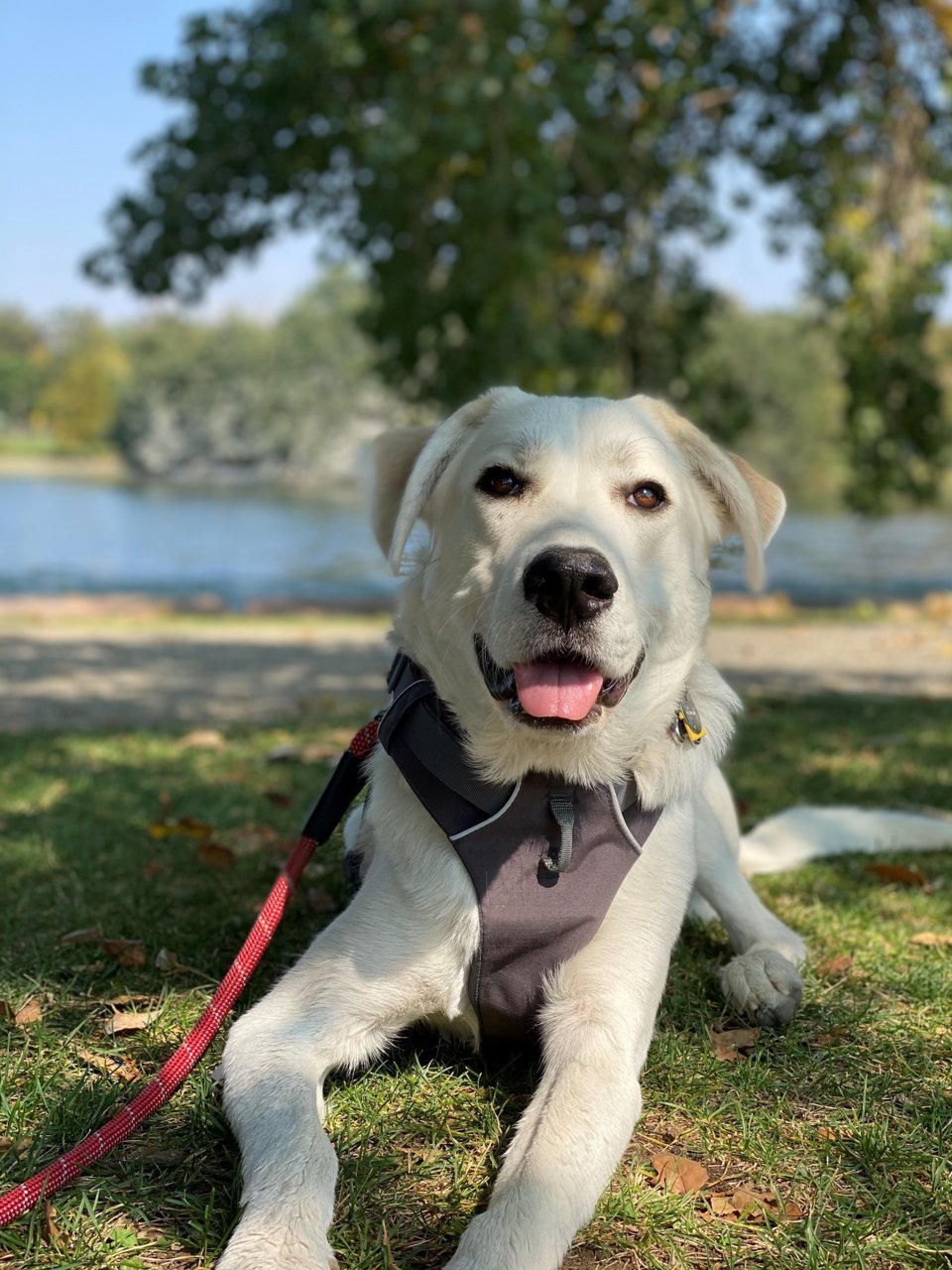 gracie.jpg