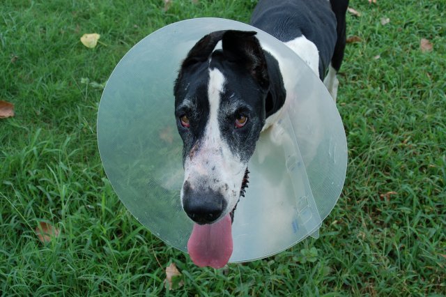 gracie11.jpg
