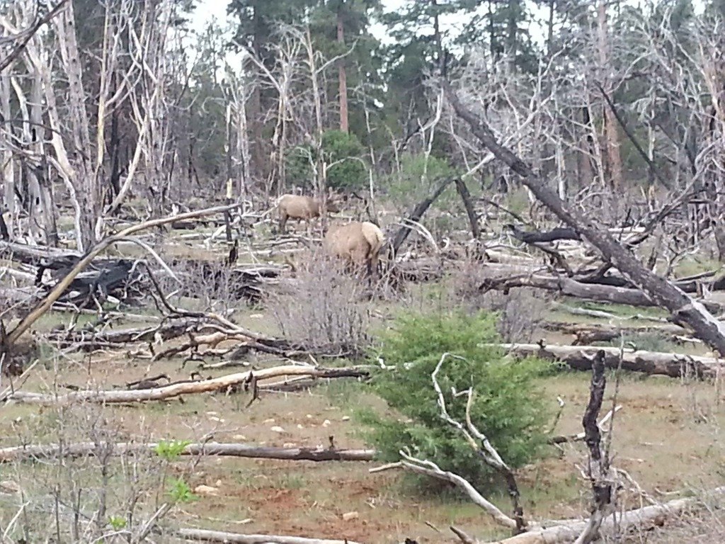 Grand%20Canyon%20Elk_949449eda6d705de0c44666550b8a7acab125423.jpg