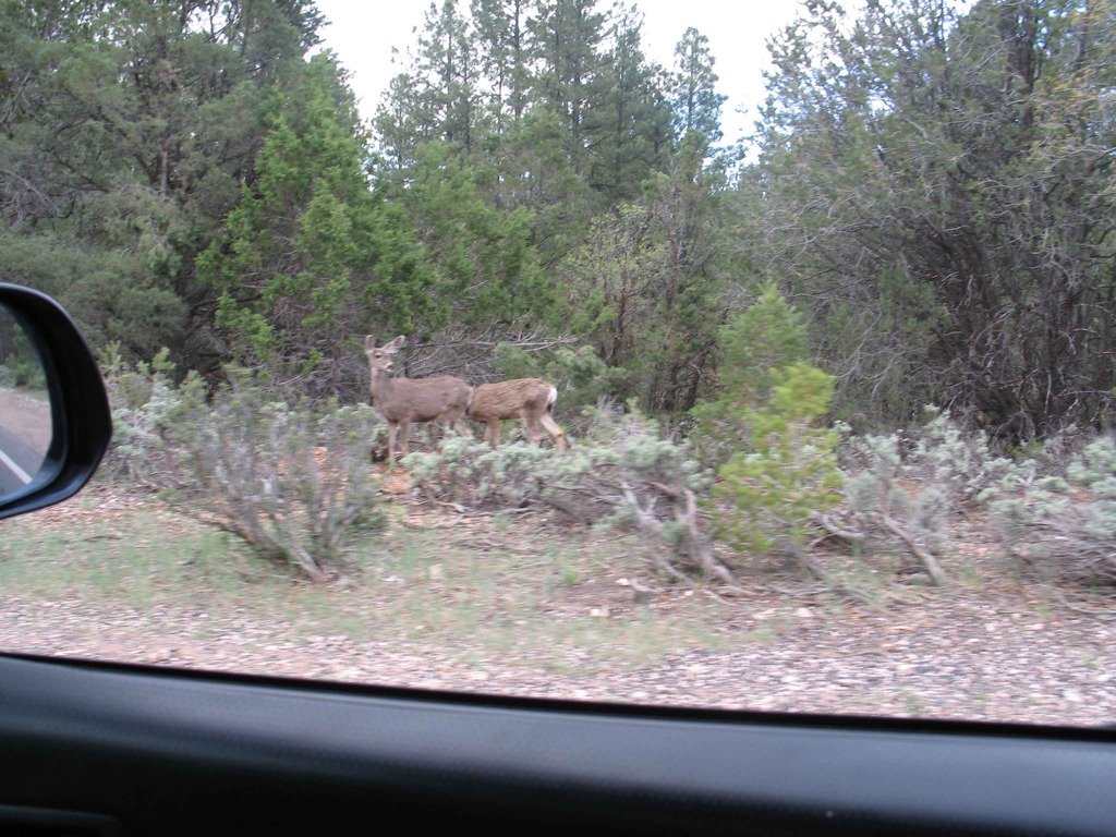 Grand%20Canyon%20Mule%20Deer_1060736f10ca8ef82d5ff7b6957eded3e1117df3.jpg