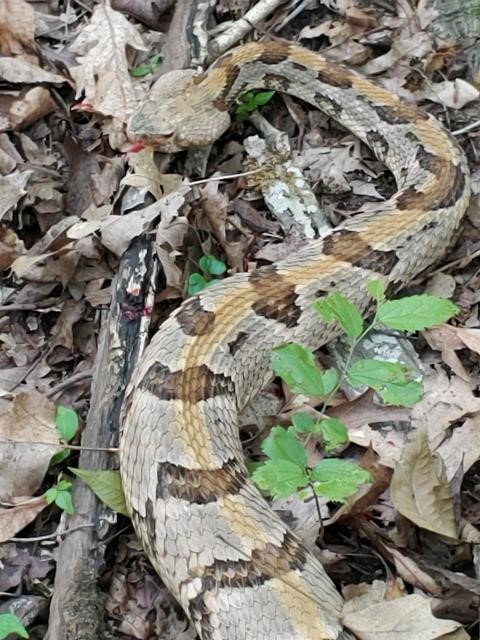 Grant Snake-2.jpg