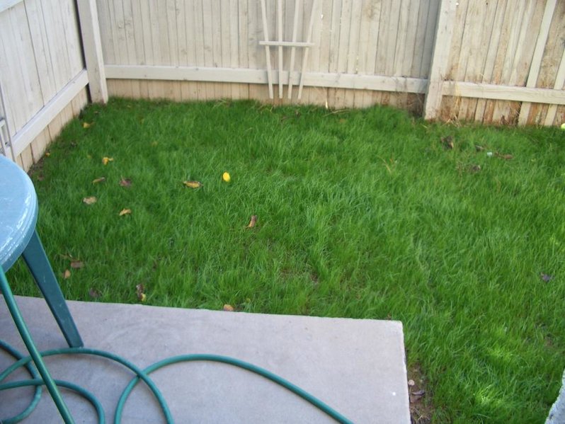 grass 001.jpg