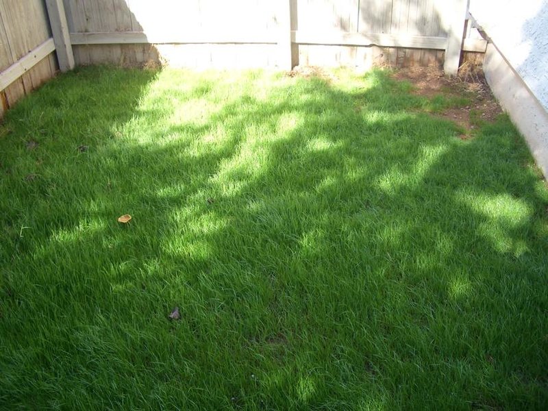 grass 002.jpg
