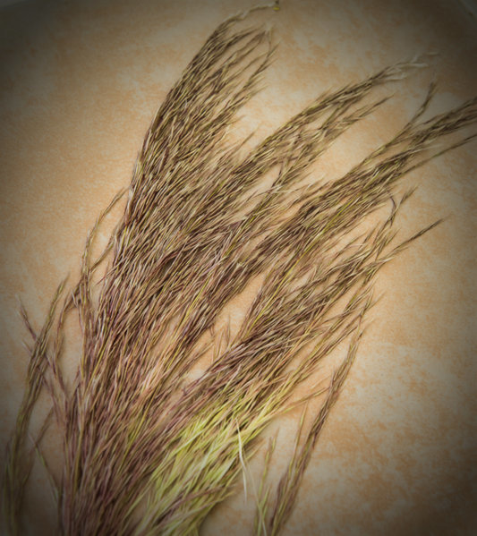 grass.jpg