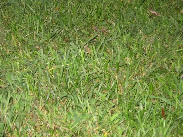 Grass2_f2e9ec72b8374010c56c5bd42af973261bff2055.jpg