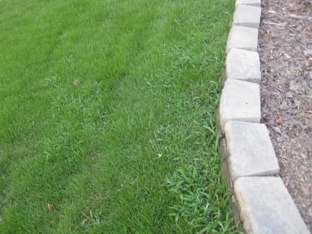 Grass45_c0e2d6248cc21ccaae58d6f27f1e751da718a8a6.jpg