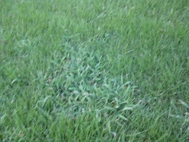 Grass4_d086b26279b04260ed6cacb12f0ff8da66b7a239.jpg