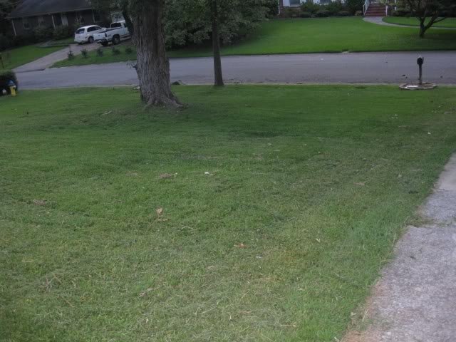 Grass_6f51c0dfd3897e8234589eba71f970026150fff0.jpg