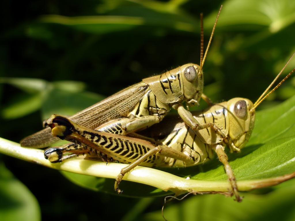 grasshoppers1_zps39e2eadb_70c6127f36fb072a35ec581f3b7ffb570492479b.jpg