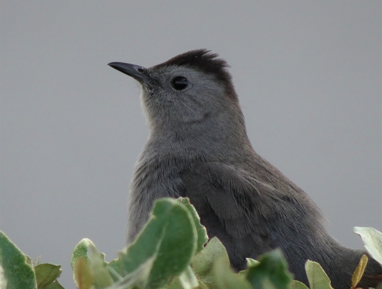 gray catbird 1.jpg