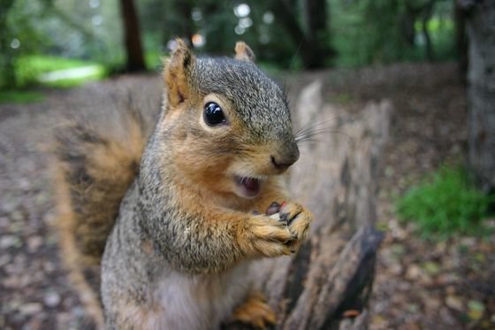 gray-squirrel-uc-berkeley.jpg.560x0_q80_crop-smart.jpg