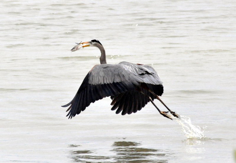 Great Blue Heron.jpg