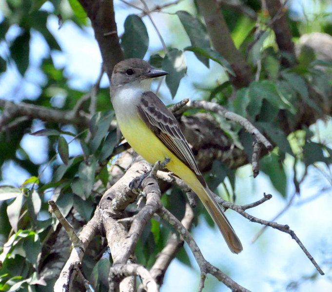 Great Crested Flycatcher 2.jpg