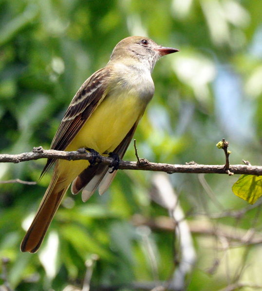 Great Crested Flycatcher.jpg