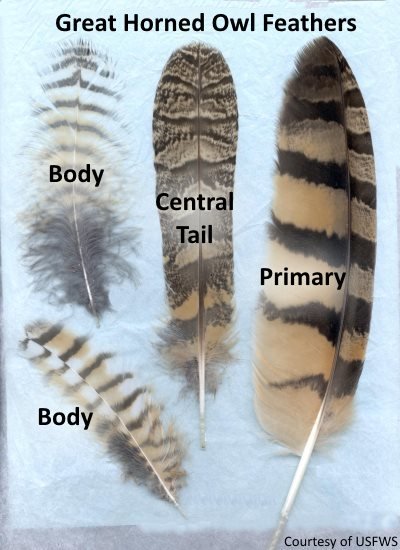 great-horned-owl-feathers.jpg